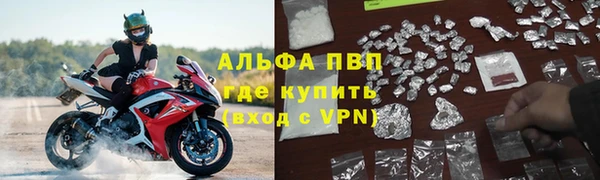 стаф Алзамай